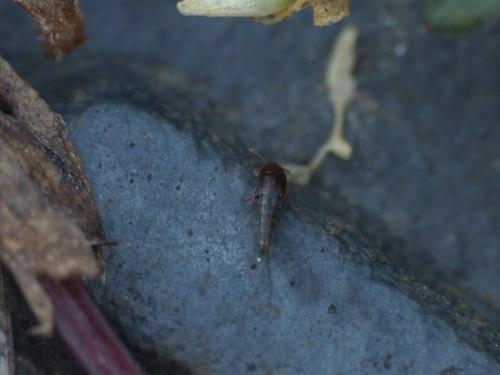 Tachyporinae